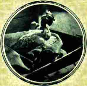 Poule et Renard
